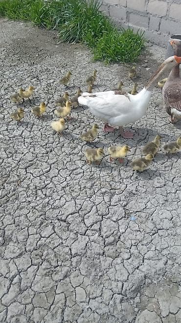 ətlik inək cinsləri: Qaz balaları ana+ata+11bala balaları ana və ata qaz satılır kom 200 — 1