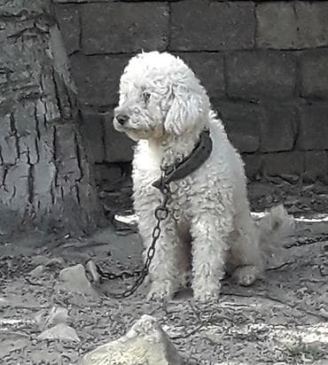 itlər pudel: Pudel, 1 il, Erkek, Peyvəndli — 5