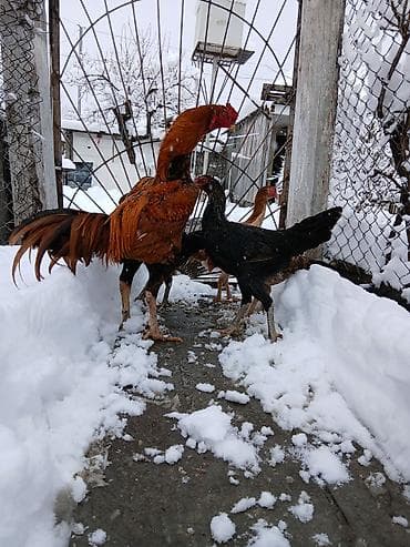 qoyun satisi: Heyrati cinsine mexsus 2 ay 10 20 gunun arasu cuceler satilir Ana — 3