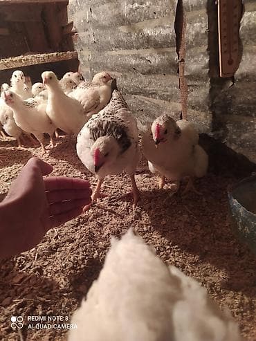 karlik dovsan satisi: Toyuq cücələri, Ətlik — 2