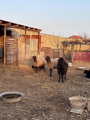 Quşlar: Qiymət razılaşma ilə
1ci 2ci qarın anadılar — 2