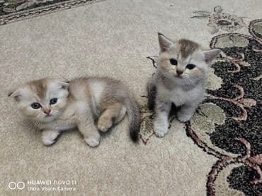 шиншилла котенок купить: Шиншилла, Самец — 3