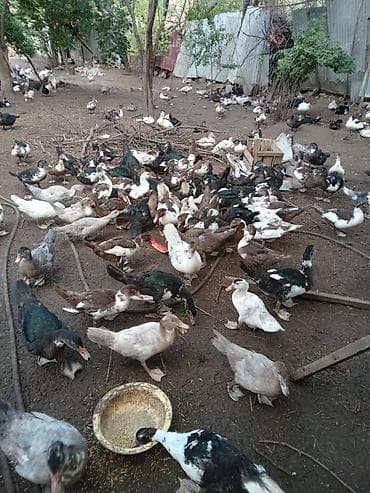 qaşqaldağ quşu: Muscovy ördəkləri (hind ördəyi) – çoxsaylı sürü Qiymətləri Ferqlidir — 2