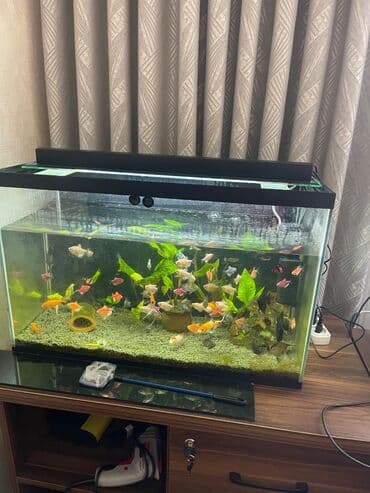 qizil balig: 50 balıq akvarium ilə birlikdə — 3