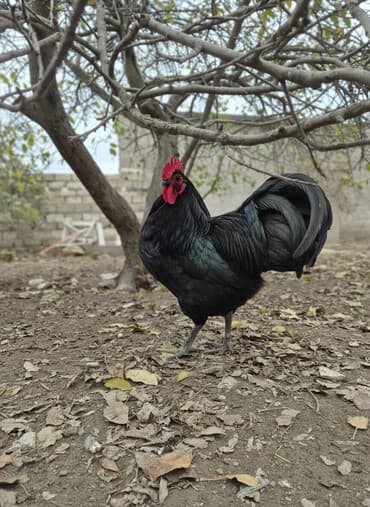 pulsuz pişik balaları: Xoruz, il: 1 — 1