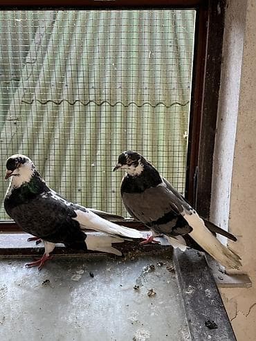 pavlin goyercin: Göyerçinler aq quyruqlar ekey maya esenlerdendi nikalayisqi cutu 35 m — 5