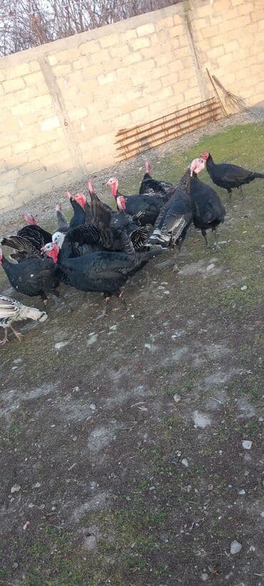 Gəmiricilər: Məhsul: Hinduşka sürüsü Təsvir: 8 ayliq tam sağlam kəsimə yararlı — 9