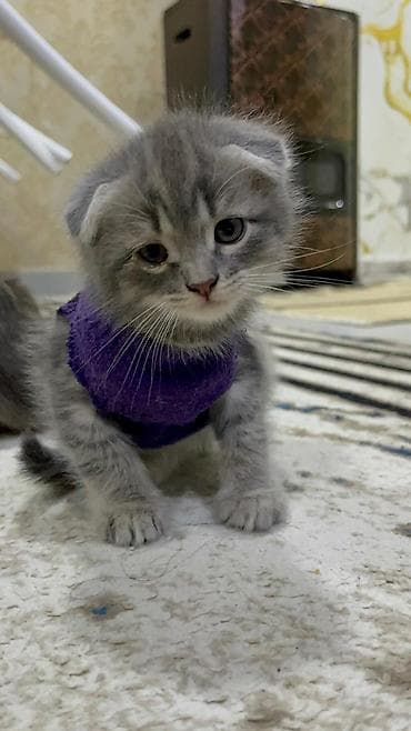 pişik baytarı: Şotland — 4