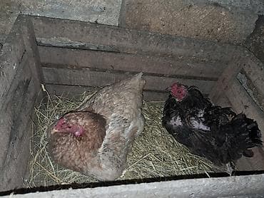 heyvanlar quşlar: Kurt toyuqlar iksi 50 manat — 1