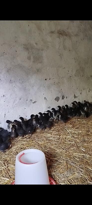 cücə və xoruz təmsil: 25 günlük super seçmə rəng seçmə kənd cücələri satılır, hamısı qara — 1