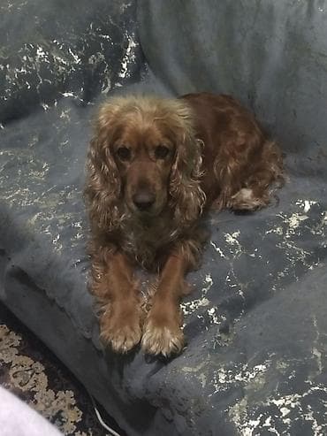 Gəmiricilər: Koker spaniyel — 1