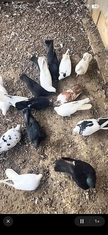 menks cinsli pişik: Tutulmalar — 4