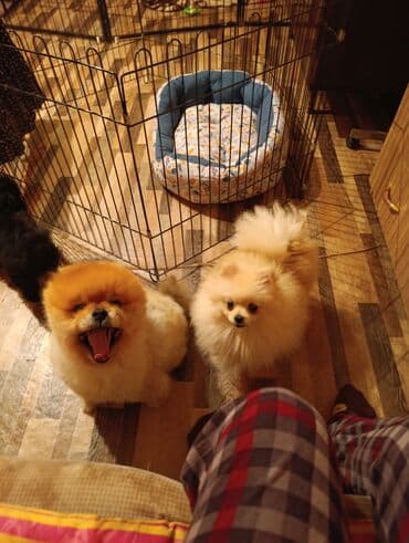 боо цена: Шпиц, 3 месяца, Самец — 5