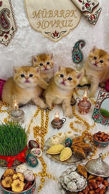 Heyvanlar üçün mallar: Novruz temalı peşəkar pişik balası fotosessiyası whats ap ile elaqe — 1