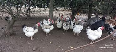 karella quslari: Toyuq, Yumurtalıq — 4