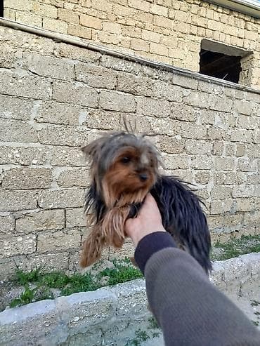 Yorkşir teryer, Peyvəndli