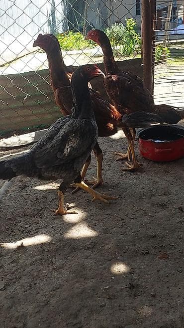 qala cinsi qoyun satilir: Toyuq cücələri, Damazlıq — 1