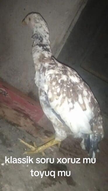 Куры: Курица, Для разведения — 1