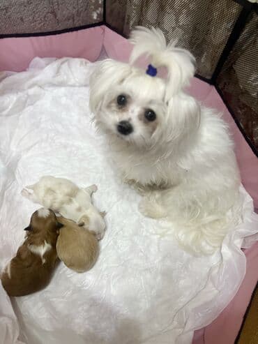 pişik yemeyi: Malta bolonka, 1 ay, Erkek — 20