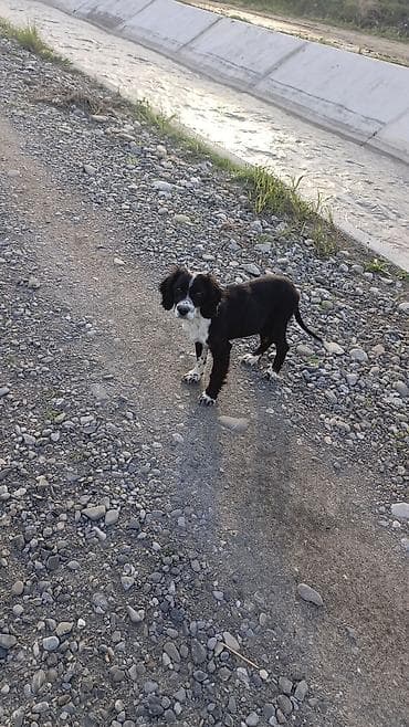 Qara-ağ rəngli balaca it - Cinsə bənzər görünüş: spaniel tipli lalafo.az -da Qara-ağ rəngli balaca it - Cinsə bənzər görünüş: spaniel tipli