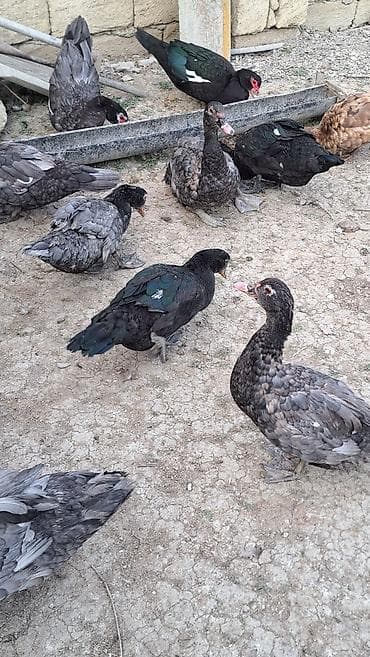 südü ineyler: Erkək, Ətlik, Pulsuz çatdırılma — 6