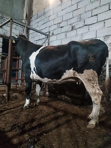 ucuz inek: Inəklər, öküzlər — 7