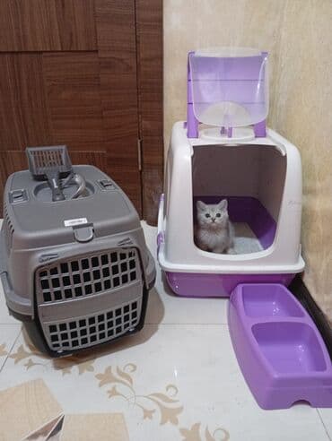 Gəmiricilər: Şinşilla, Erkək, Yaxşı əllərə, Ünvandan götürmə — 2