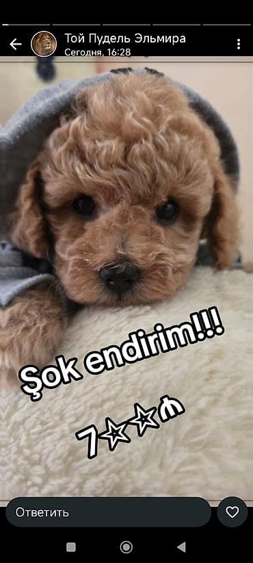 pudel it: Pudel — 2