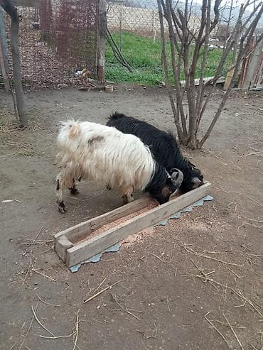 Məhsul: Yerli keçilər (2 baş) Təsvir: - Uzun və sıx yunlu, möhkəm