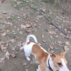 джек рассел терьер бишкек: Cek rassel teryer, 1 ay, Erkek, Ödənişli çatdırılma — 10