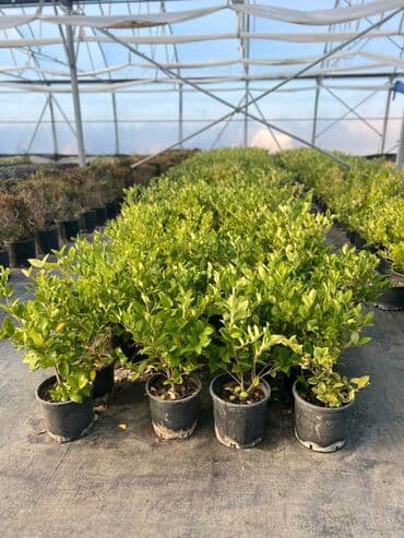 Bag Evleri Üçun Dekorativ Güller