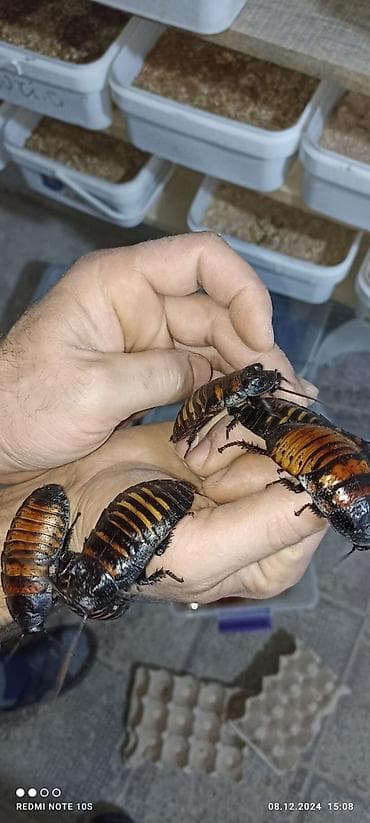 Dekorativ Madagaskar böcəyi — 4