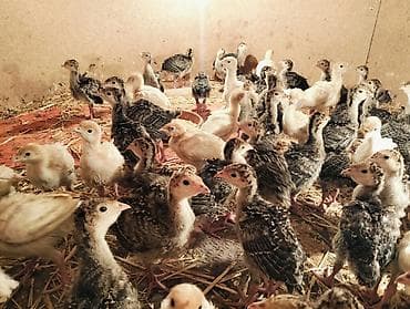 cucə yemi: 9 man -1 günluk,15 manata - 1 ayliq, 40man-3 ay yarim . Hinduskalar — 6