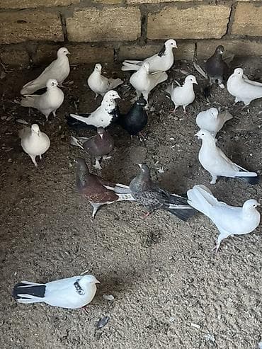 cuce satisi 2019: Tergizme — 2