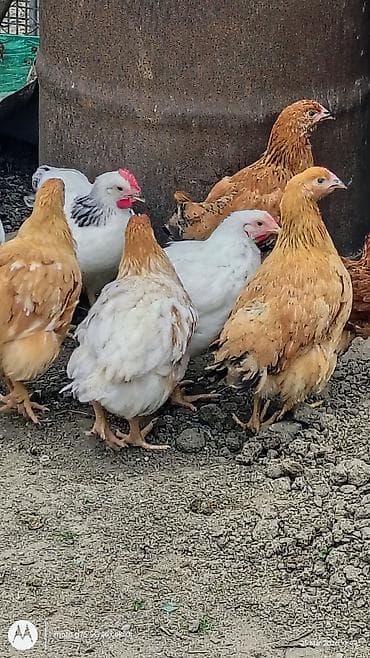 hovsanda cuce satisi: Toyuq, Ətlik — 3