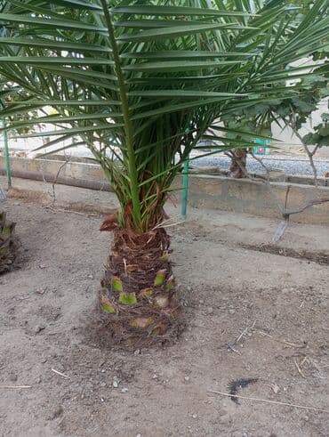 Kiçik ölçülü xurma ağacı. Geniş yaşıl yarpaqları ilə sağlam