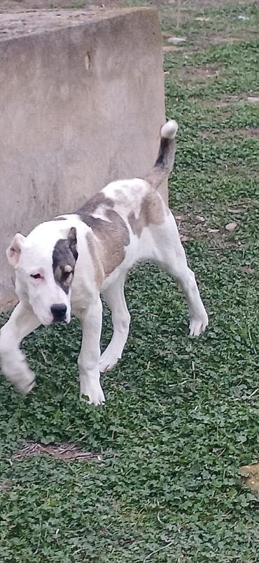 çoban iti: Qurdbasar, 4 ay, Dişi — 3