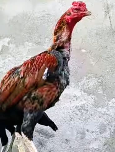 coban itlerin satisi: SALAM heyrati xoruzu satilir cavan heyvandi 1 yaş 3 ay. Mende — 1