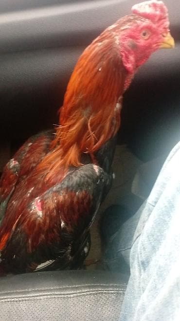 Cücələr: Salam aleykum satlır bir dəfə doyuşub usdun niçyəsi var aralıgda yox! — 2