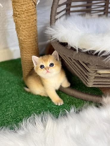 Qızıl şinşilla, Dişi, Yaxşı əllərə, Ödənişli çatdırılma