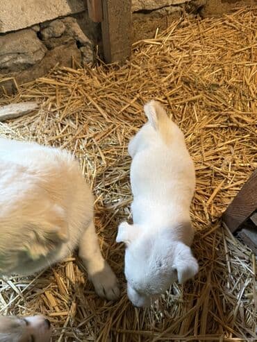 Toyota: 1 месяц — 8