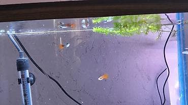 bakıda cücə satışı: Quppi, Sülhsevər, Ünvandan götürmə — 4