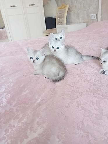 pişiy adları: Şinşilla — 2