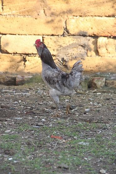 katibə quşu: Ameraukana xoruzu satılır. Təmiz cinsdir. Vaksin vurulub. Vitaminləri — 3