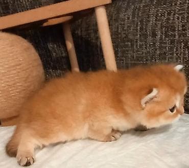 pisik etibarli ellere verilir: Britan, Erkək, Yaxşı əllərə, Ünvandan götürmə — 1