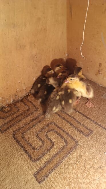 Muscovy ördək balaları (indo ducks) – yeni çıxmış civcivlər - Rəng