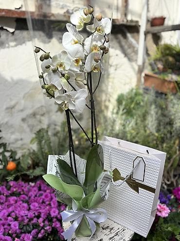 enginar harda satilir: Orxideya cüt çubuq 40azn. Hədiyyəlik bağlama +hədiyyəlik paket əlavə — 5