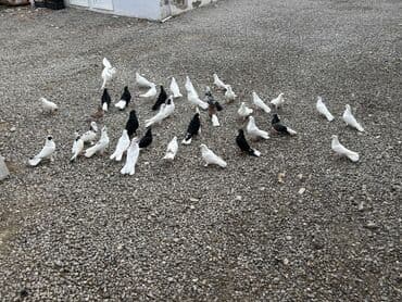 8 dene agguyrugdu satilir, 1 i 20 manatdan, 3u hazir cutdu esendiler