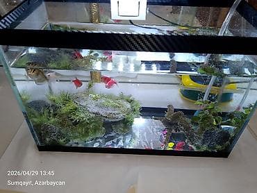 oranda balığı: Ternesiya balığı, Sülhsevər, Pulsuz çatdırılma — 5