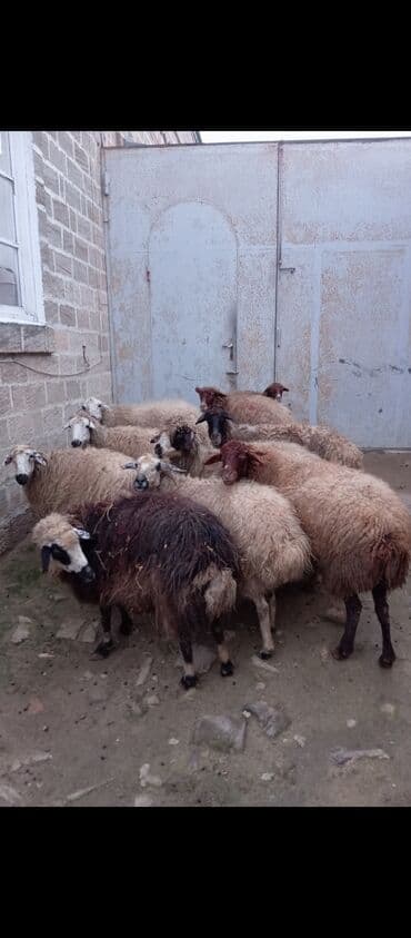 Куры: Salam ünvan Bakıin maştağa kendi obşi 10 baş qoçnu almış boğaz — 1